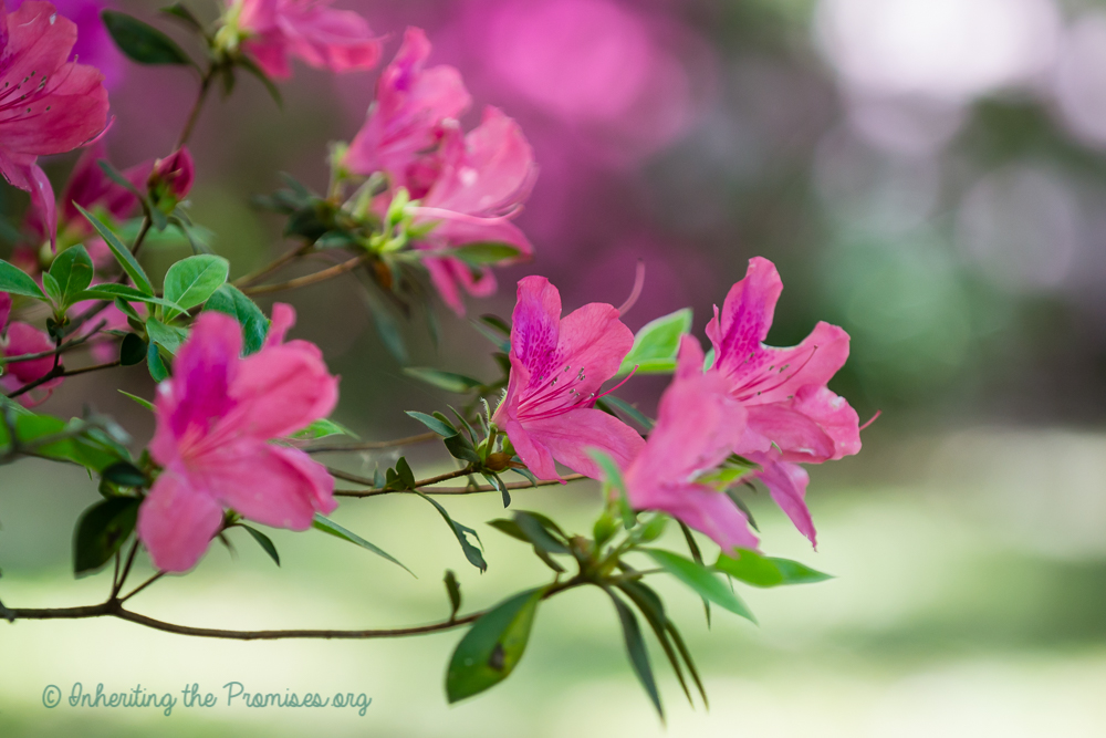 Spring on the Farm